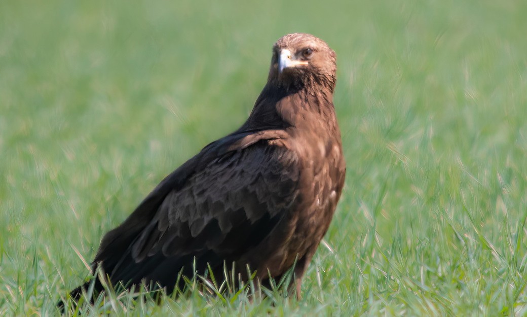 Lesser Spotted Eagle - ML646313183