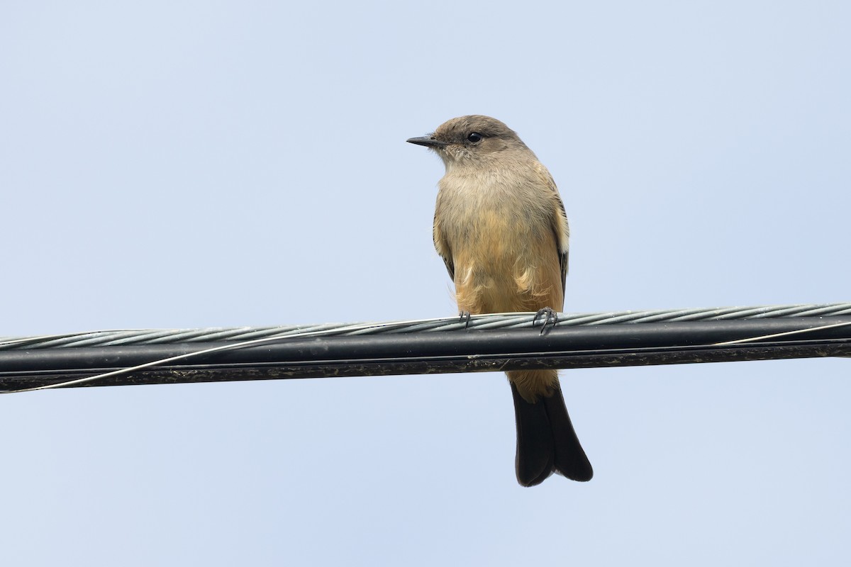 Say's Phoebe - ML646313184