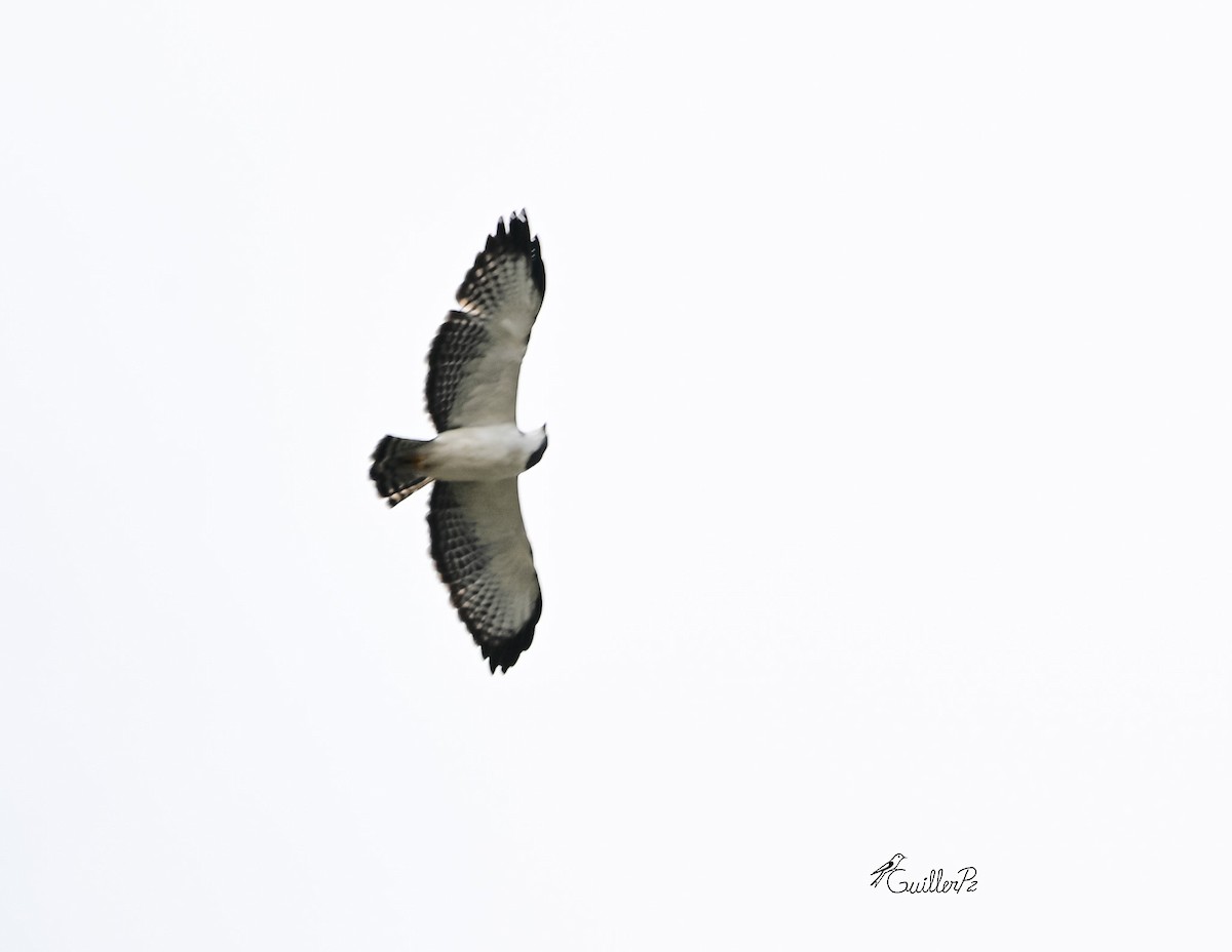 Short-tailed Hawk - ML646313189