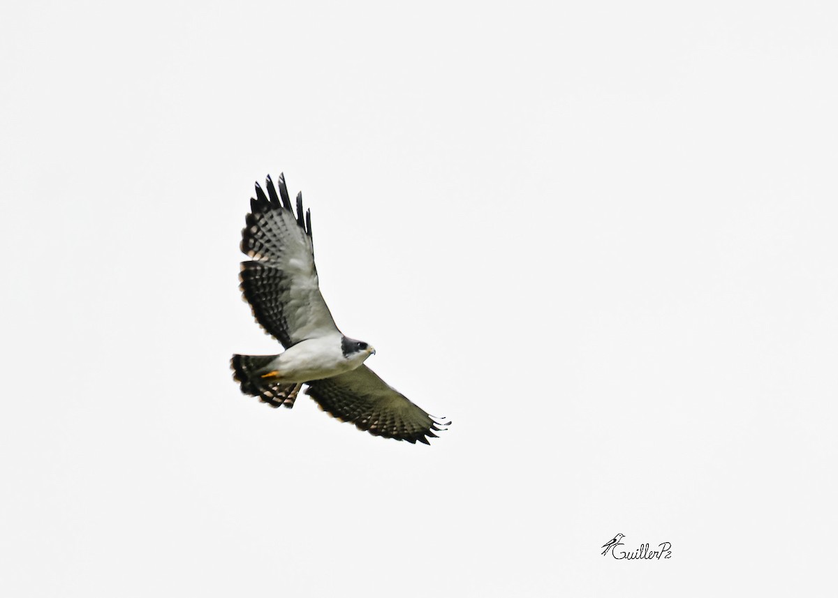 Short-tailed Hawk - ML646313190
