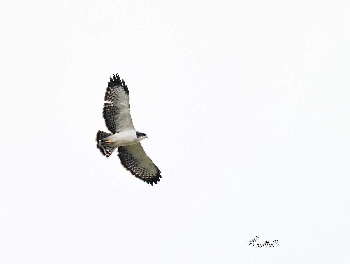 Short-tailed Hawk - ML646313191