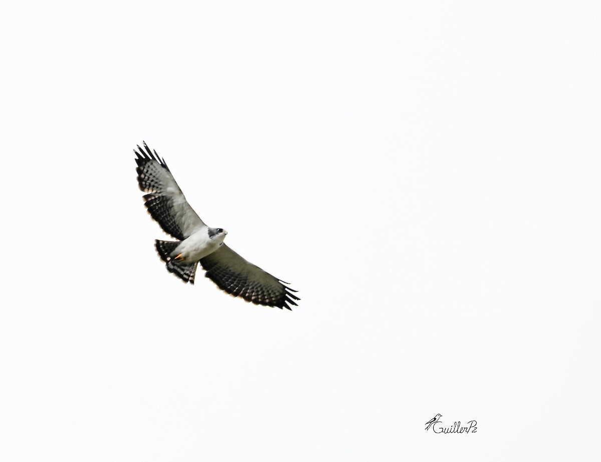 Short-tailed Hawk - ML646313192