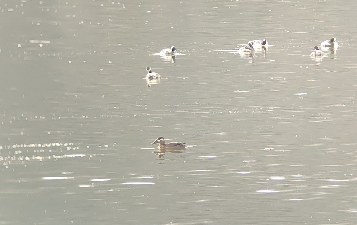 Surf Scoter - ML646313196