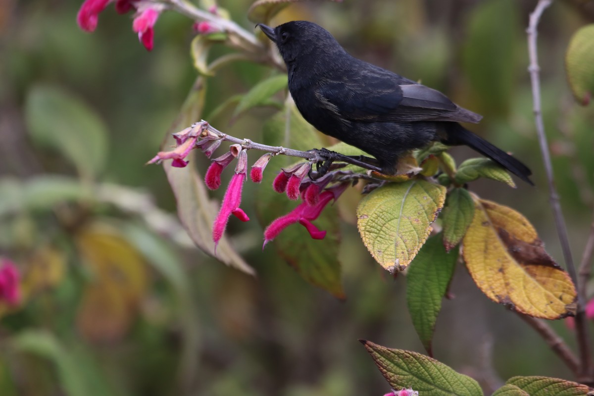 Black Flowerpiercer - ML646313209