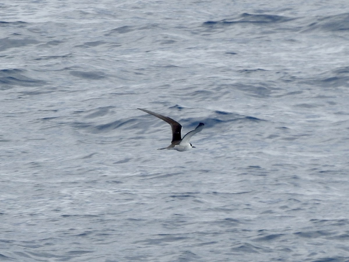 Txenada iluna - ML646313219