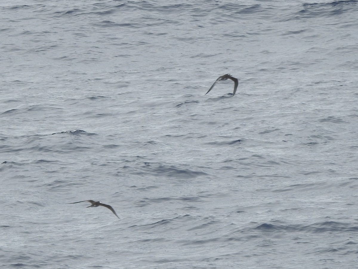 Txenada iluna - ML646313220