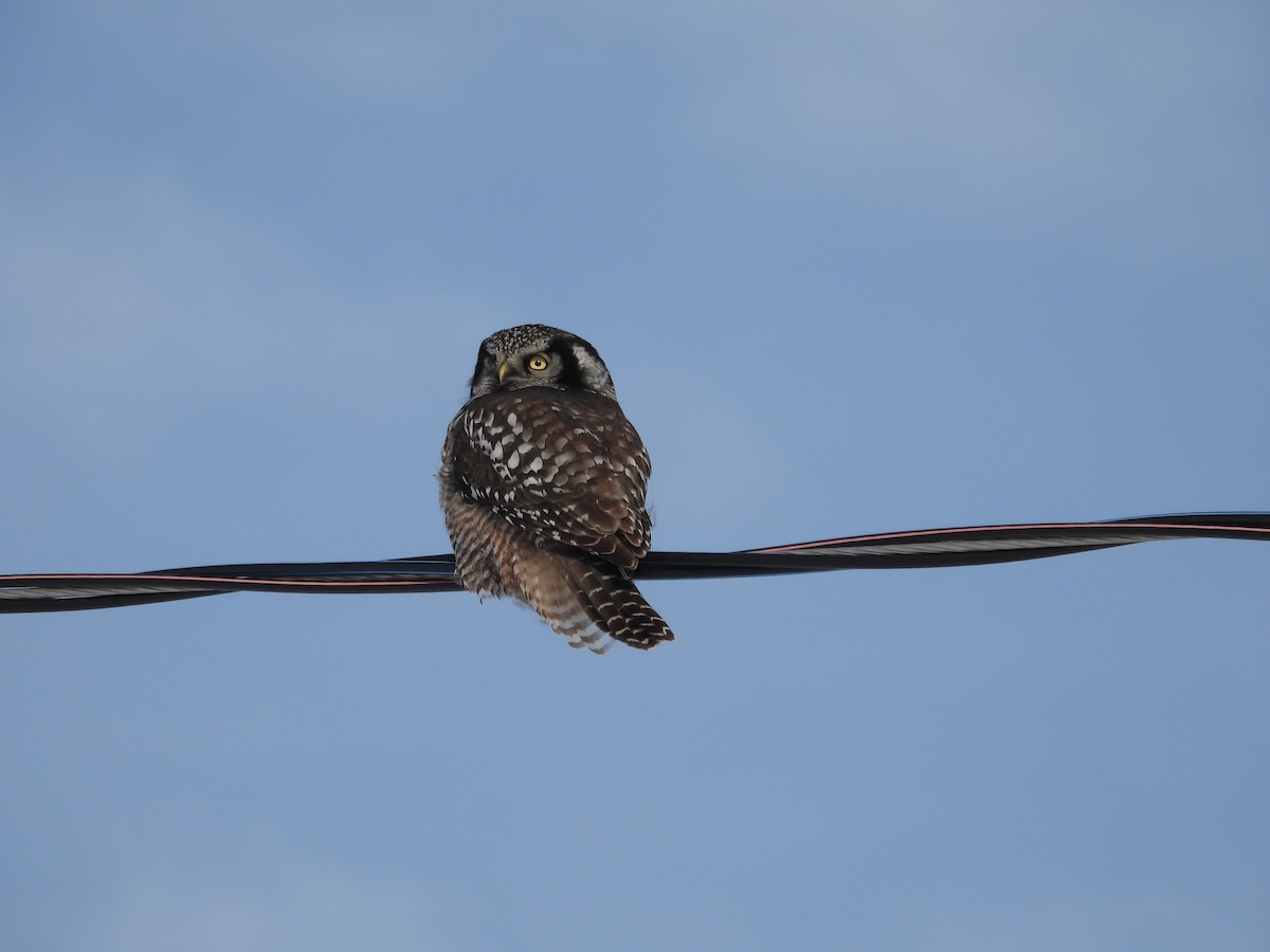Northern Hawk Owl - ML646313221