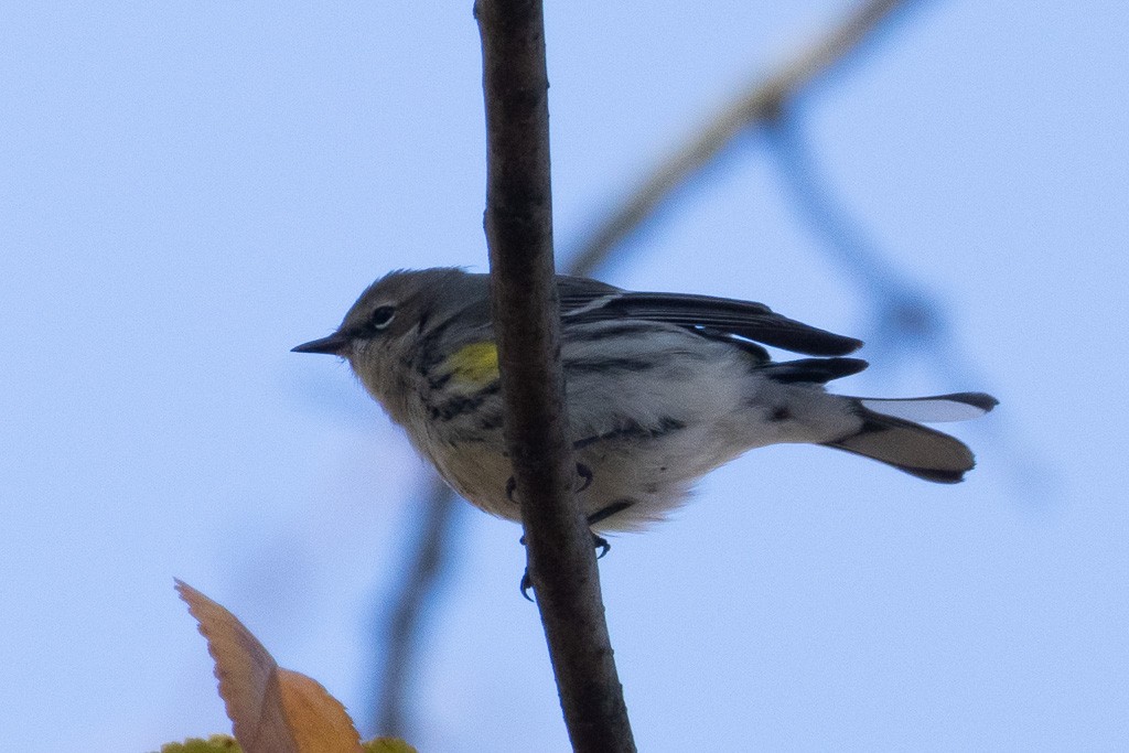 Yellow-rumped Warbler (Myrtle) - ML646313222