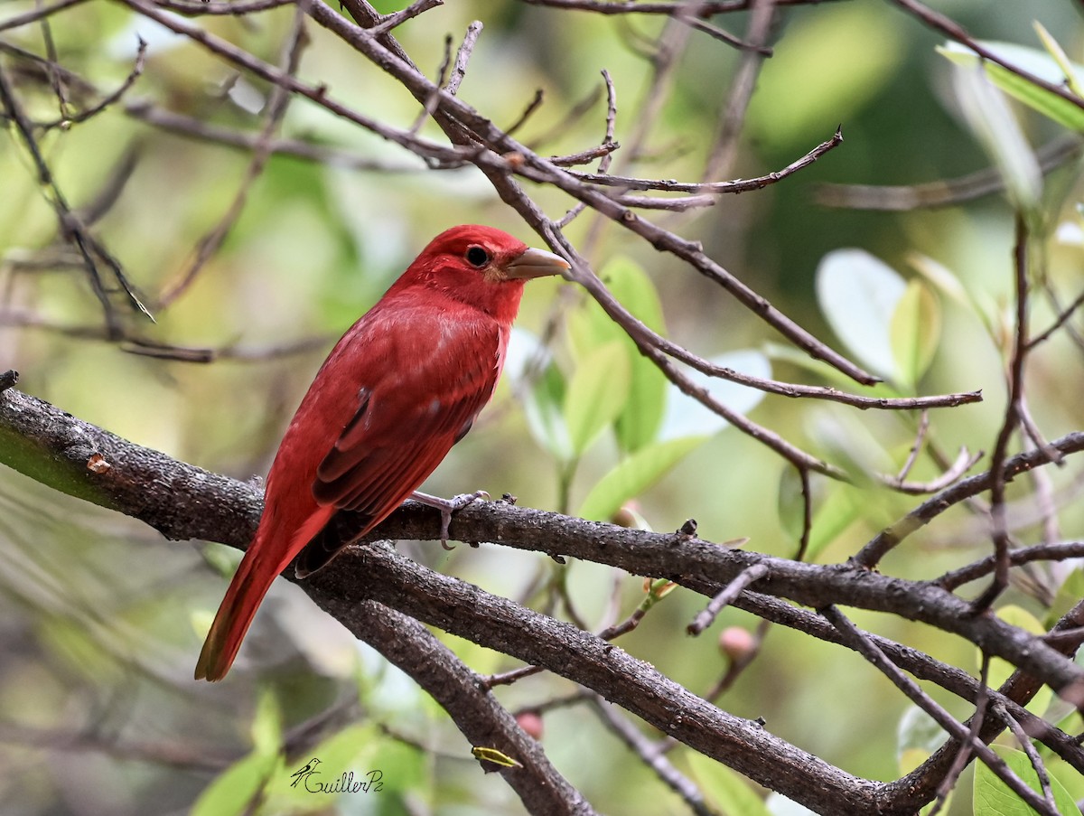 Summer Tanager - ML646313225