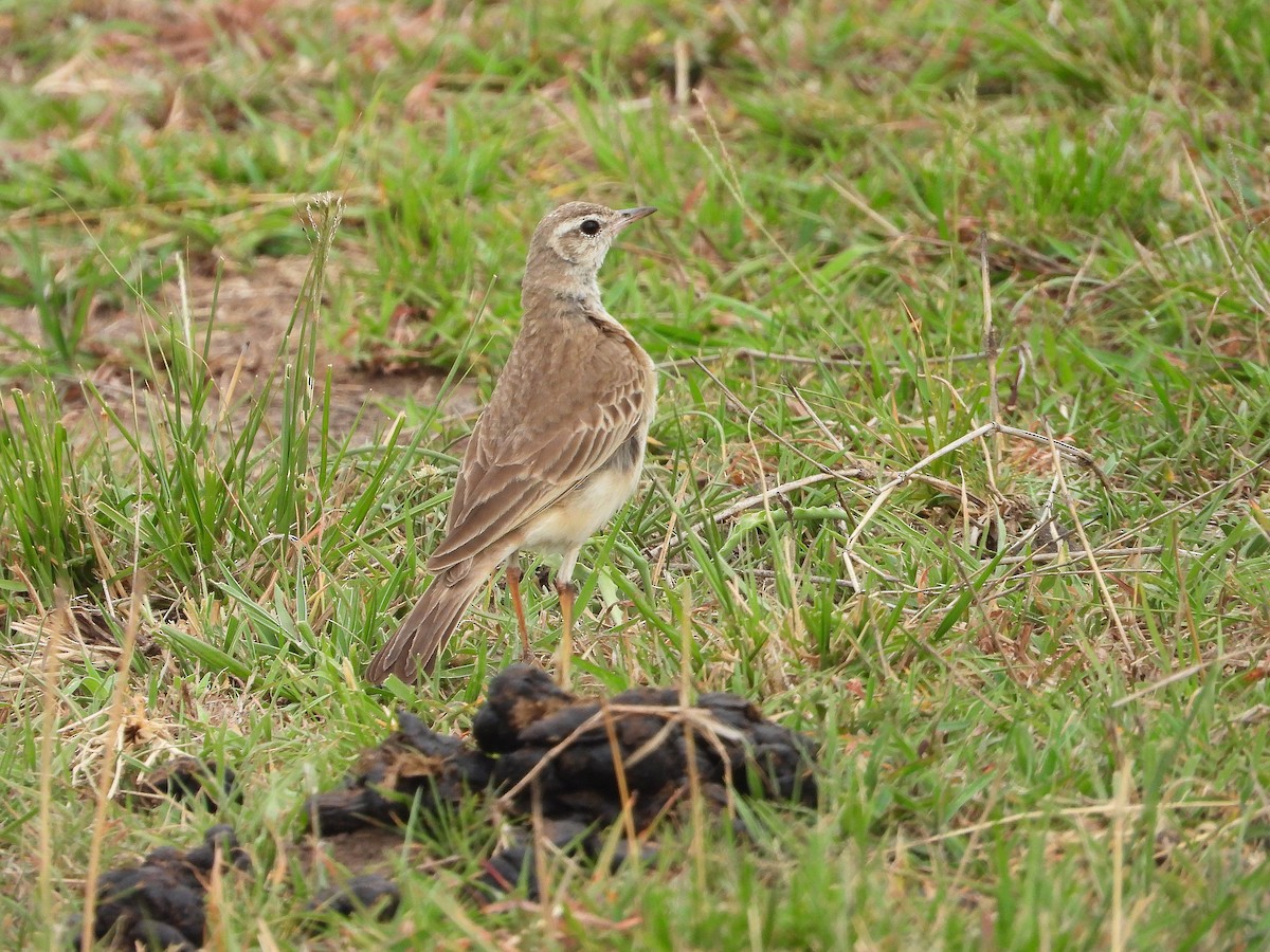 Plain-backed Pipit - ML646313233