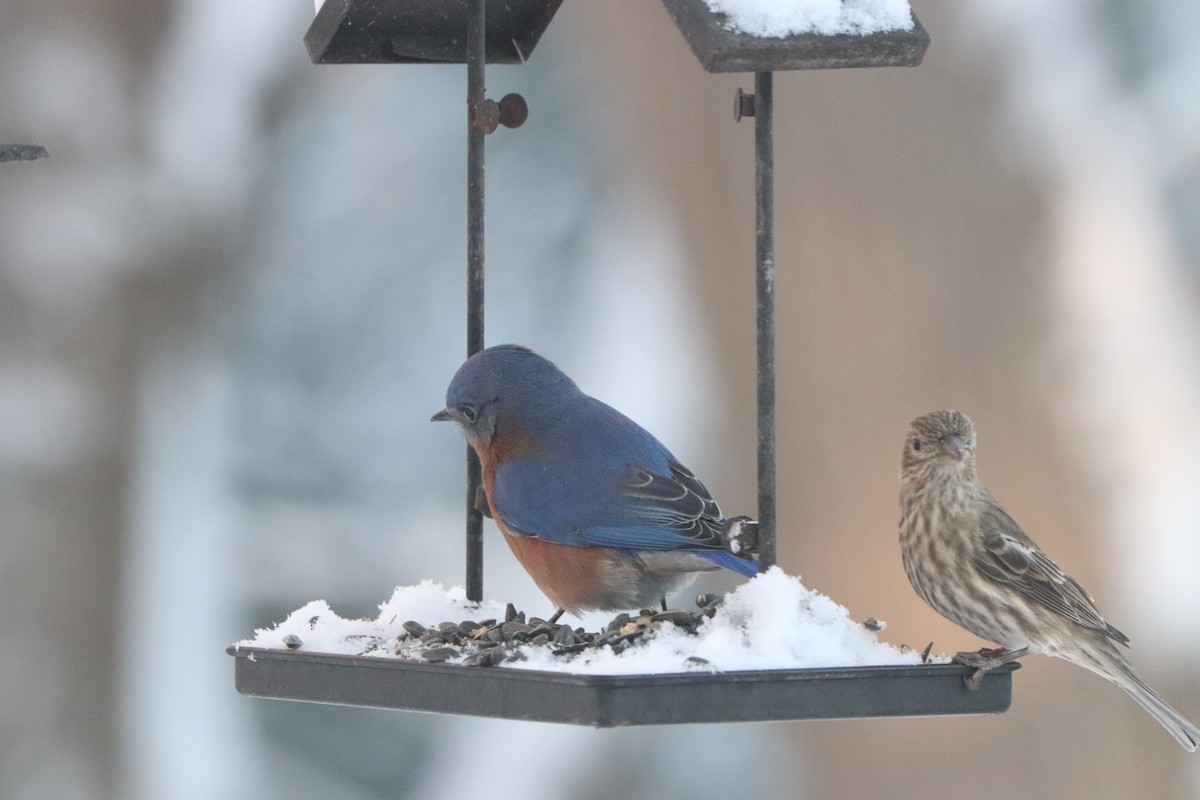 メキシコマシコ - ML646313234