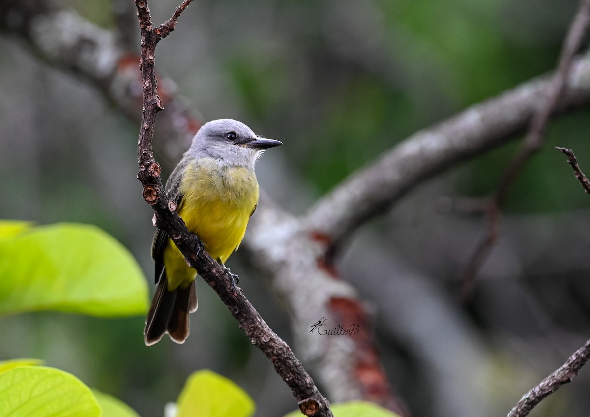 Tropical Kingbird - ML646313236