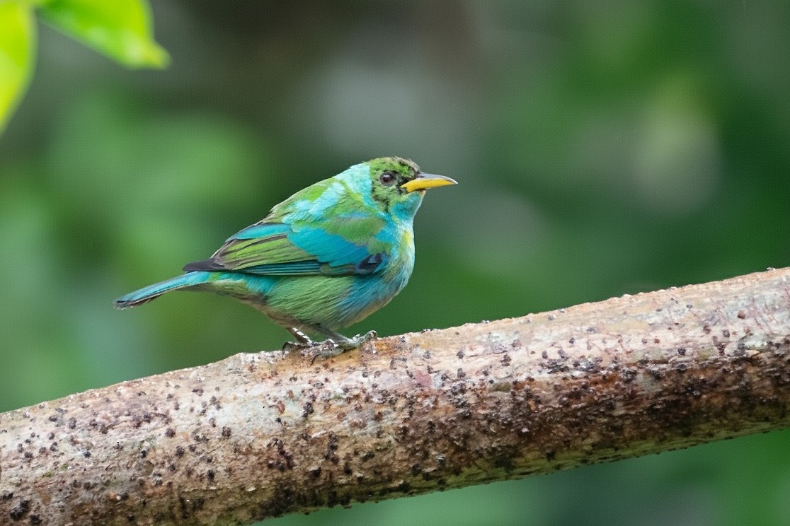 Green Honeycreeper - ML646313239