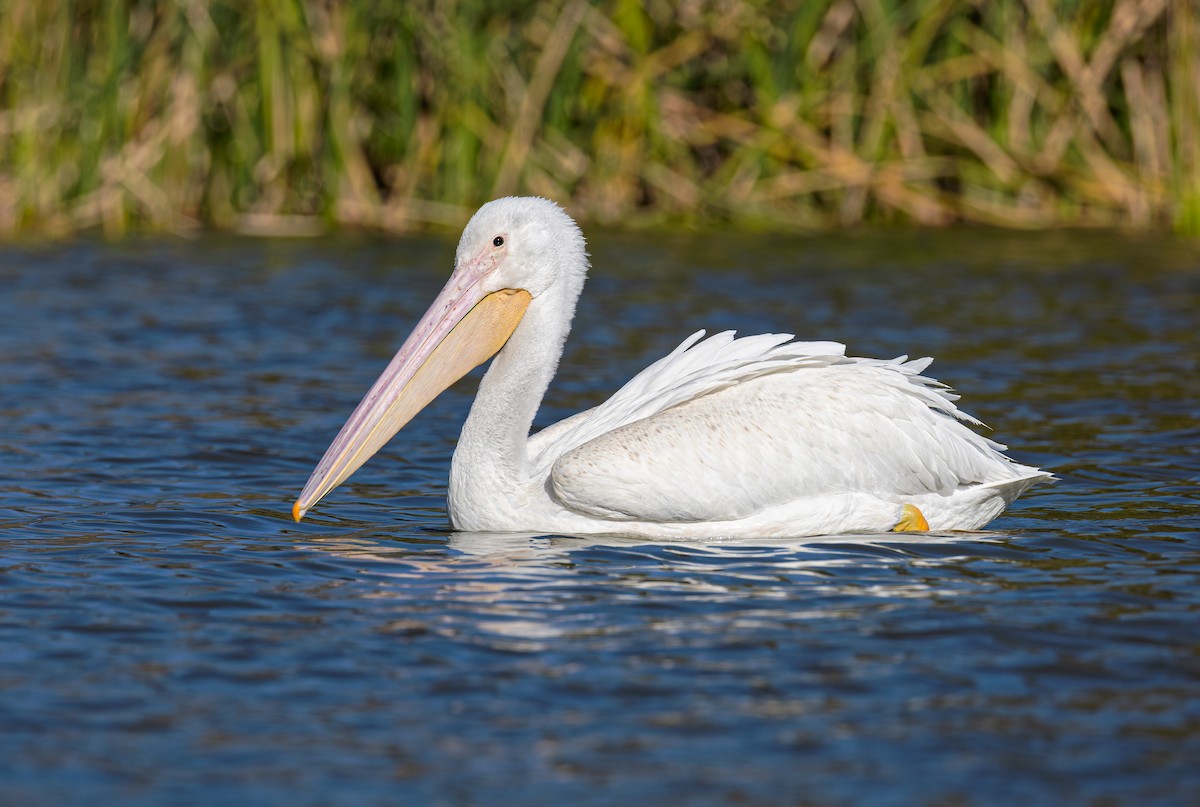 American White Pelican - ML646313240