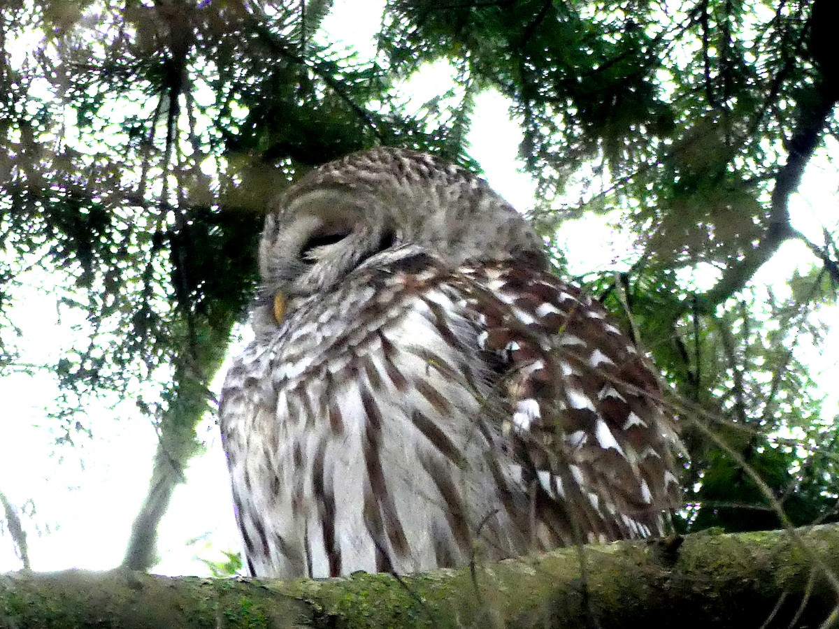 Barred Owl - ML646313241