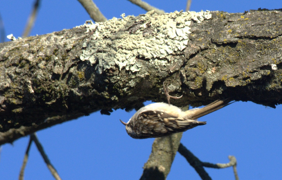 Brown Creeper - ML646313242