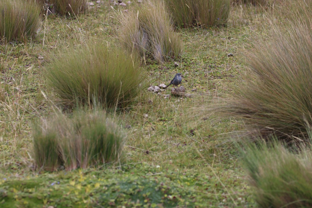 Plumbeous Sierra Finch - ML646313244