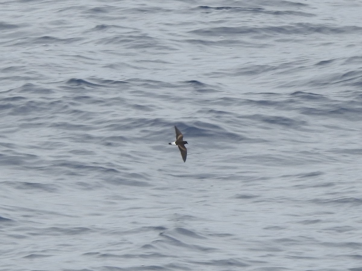 Wedge-rumped Storm-Petrel - ML646313264