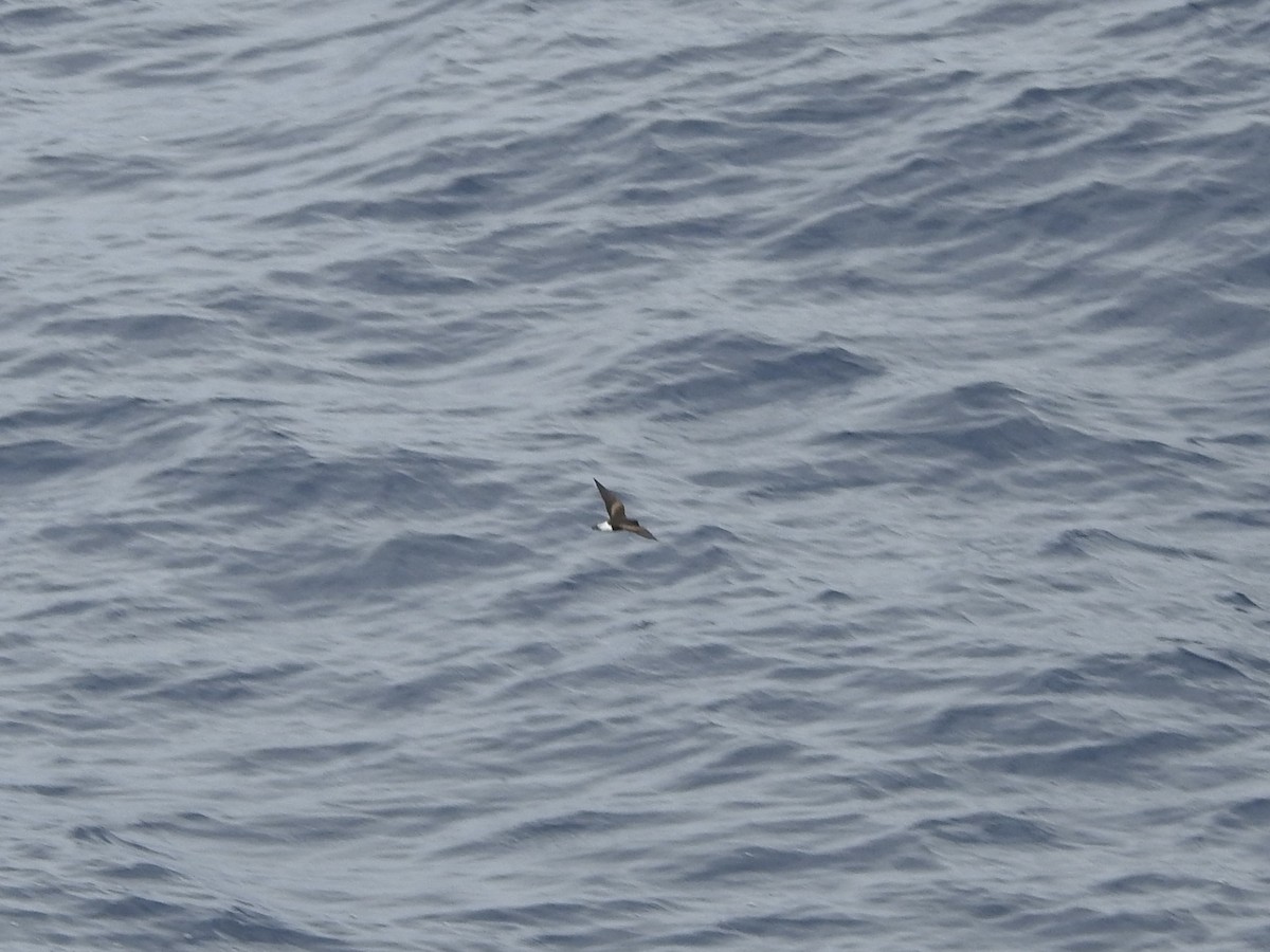 Wedge-rumped Storm-Petrel - ML646313265