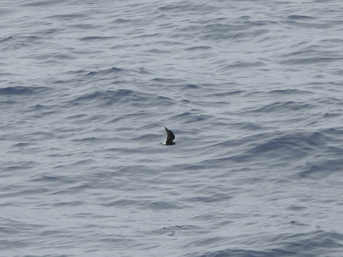 Wedge-rumped Storm-Petrel - ML646313266