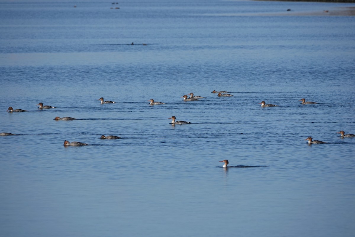 Red-breasted Merganser - ML646313268
