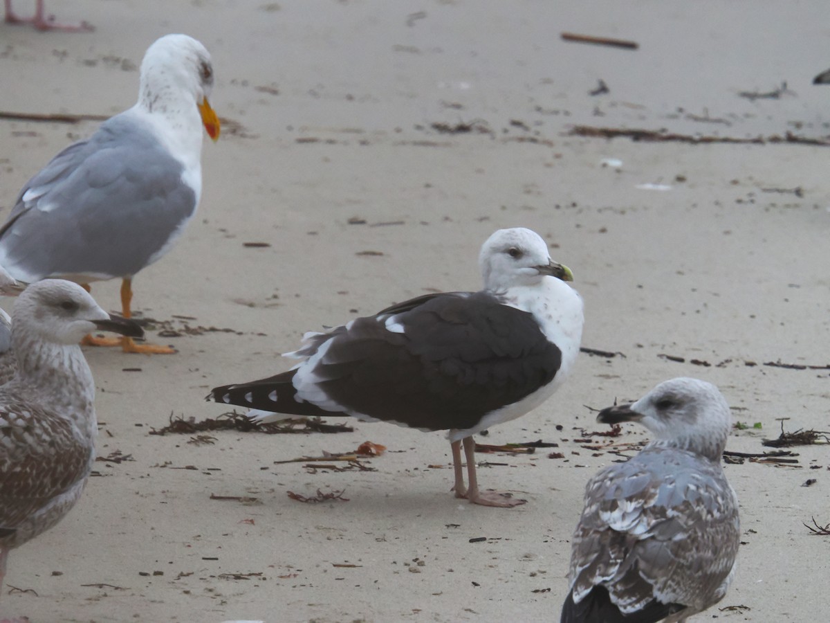 Lesser Black-backed Gull - ML646313274