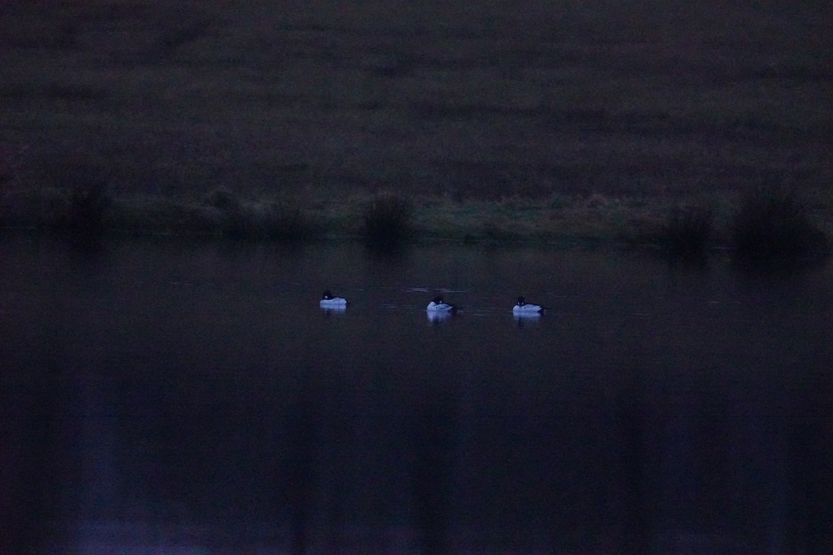 Common Goldeneye - ML646313277