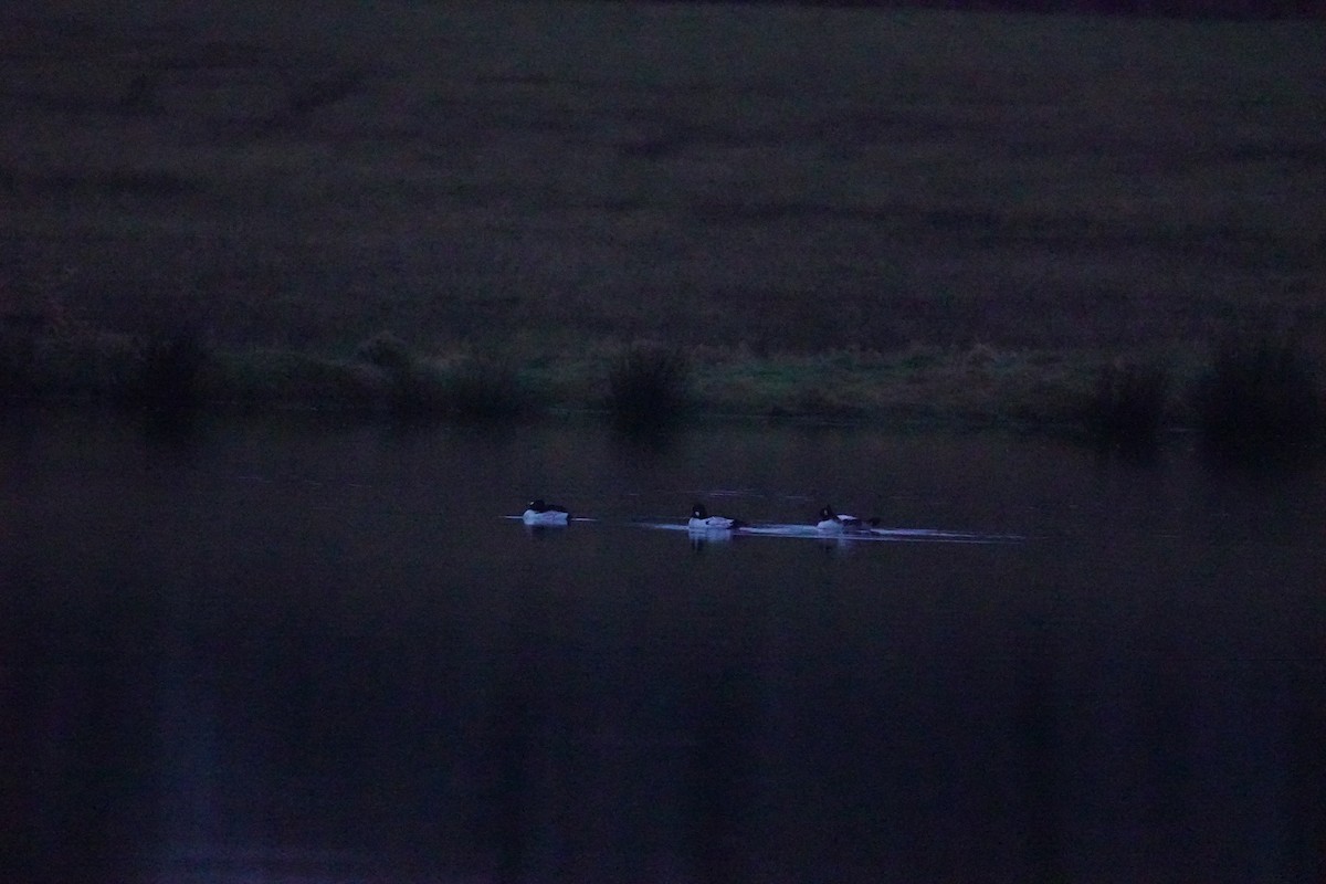 Common Goldeneye - ML646313278