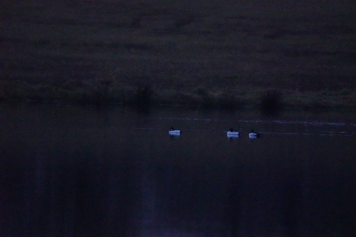 Common Goldeneye - ML646313280