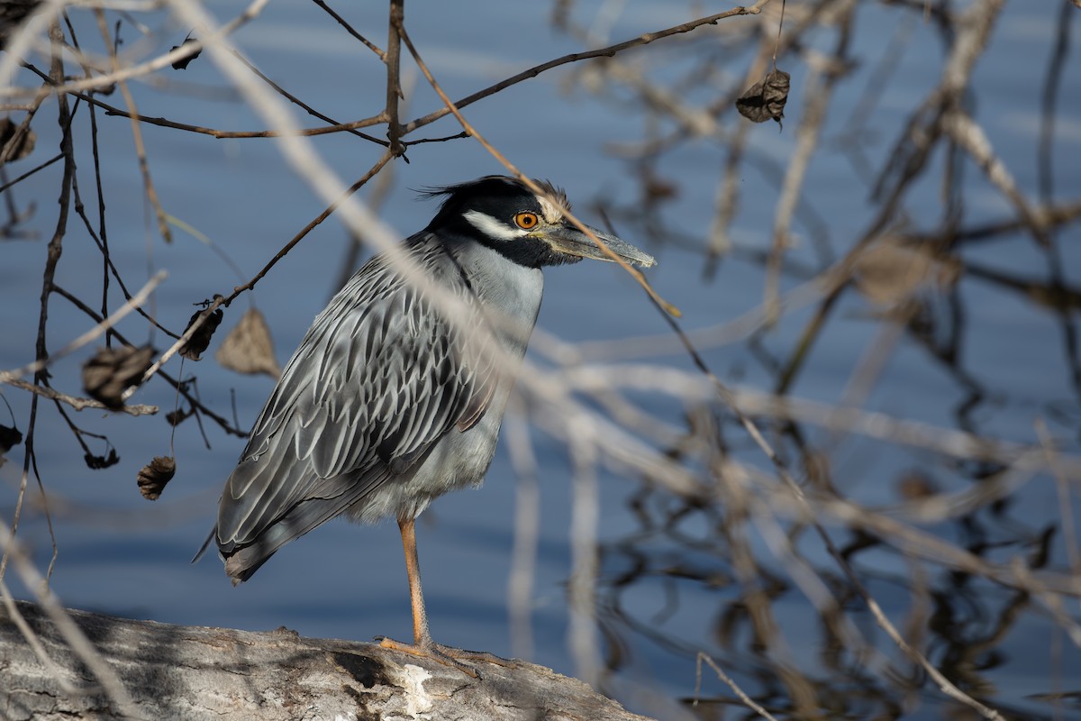 Yellow-crowned Night Heron - ML646313281