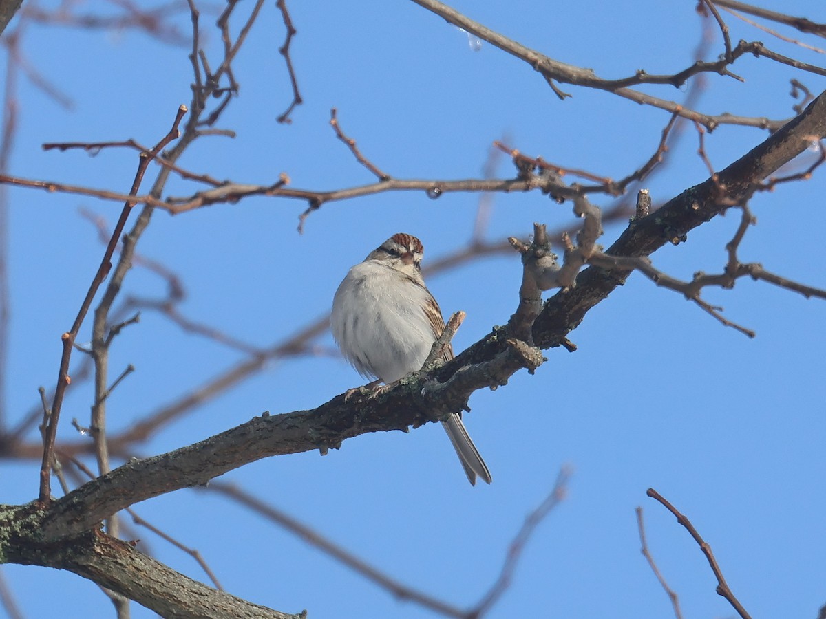 Chipping Sparrow - ML646313282