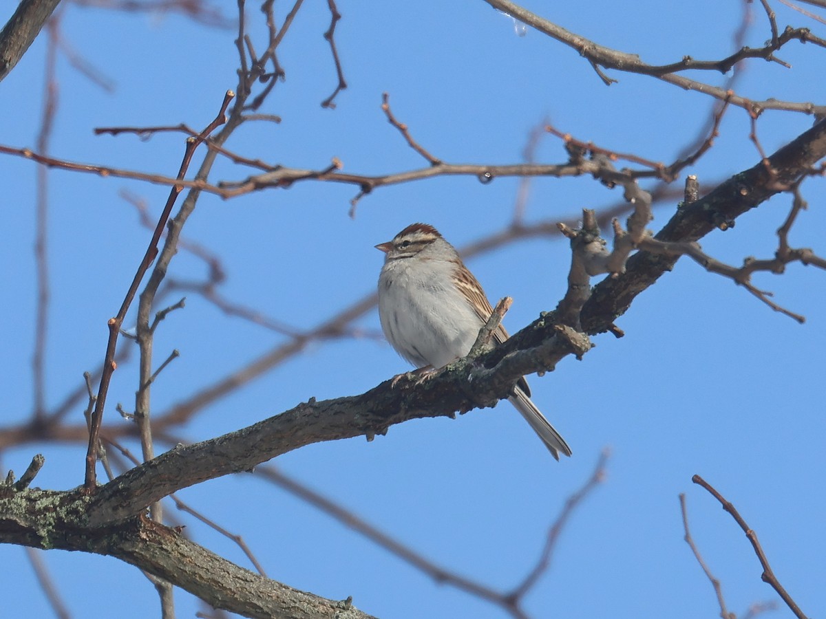 Chipping Sparrow - ML646313283