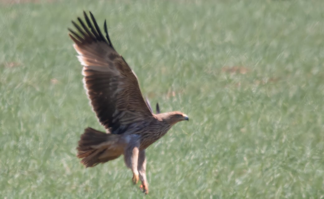 Imperial Eagle - ML646313284