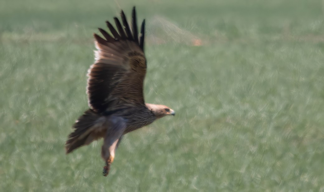 Imperial Eagle - ML646313285