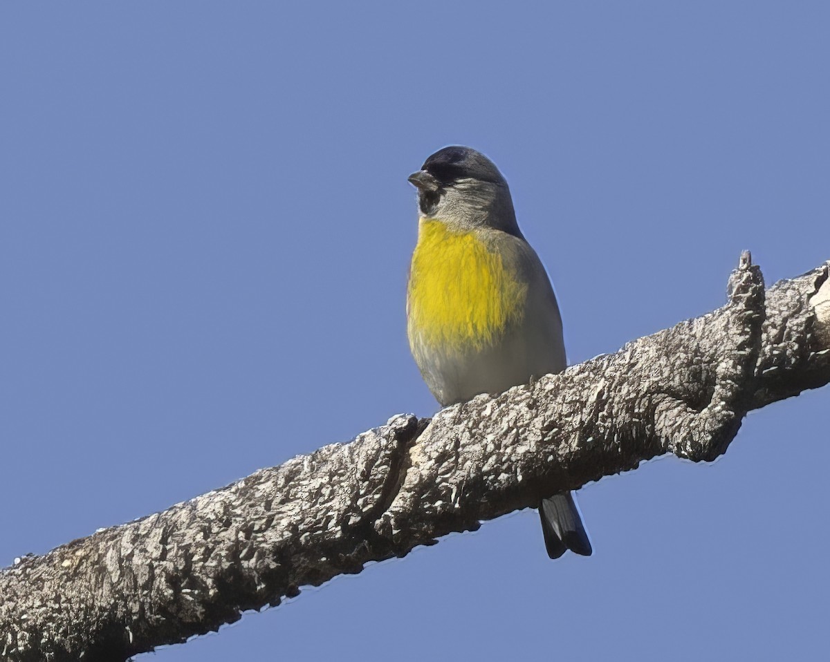 Lawrence's Goldfinch - ML646313286