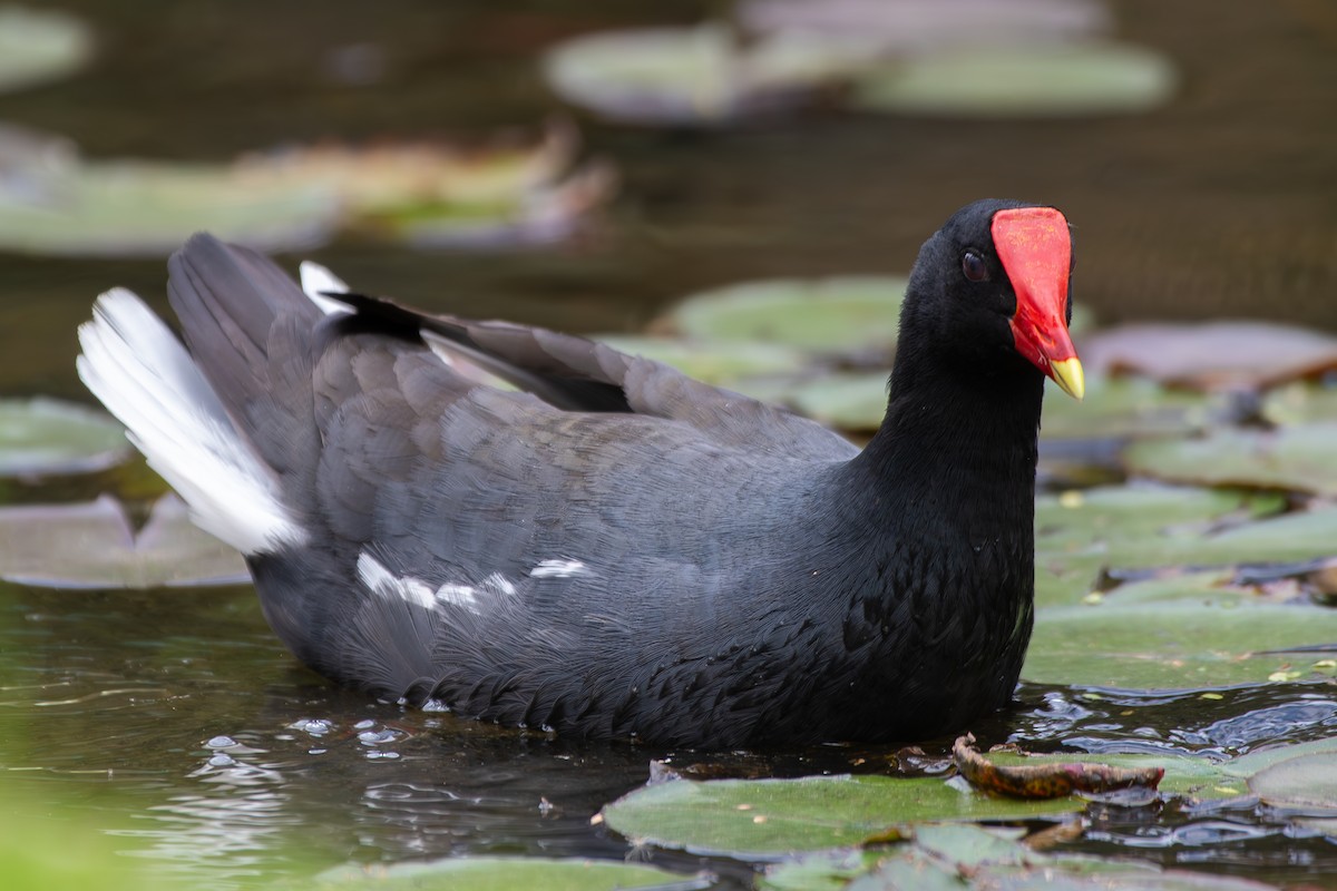 Common Gallinule - ML646313287