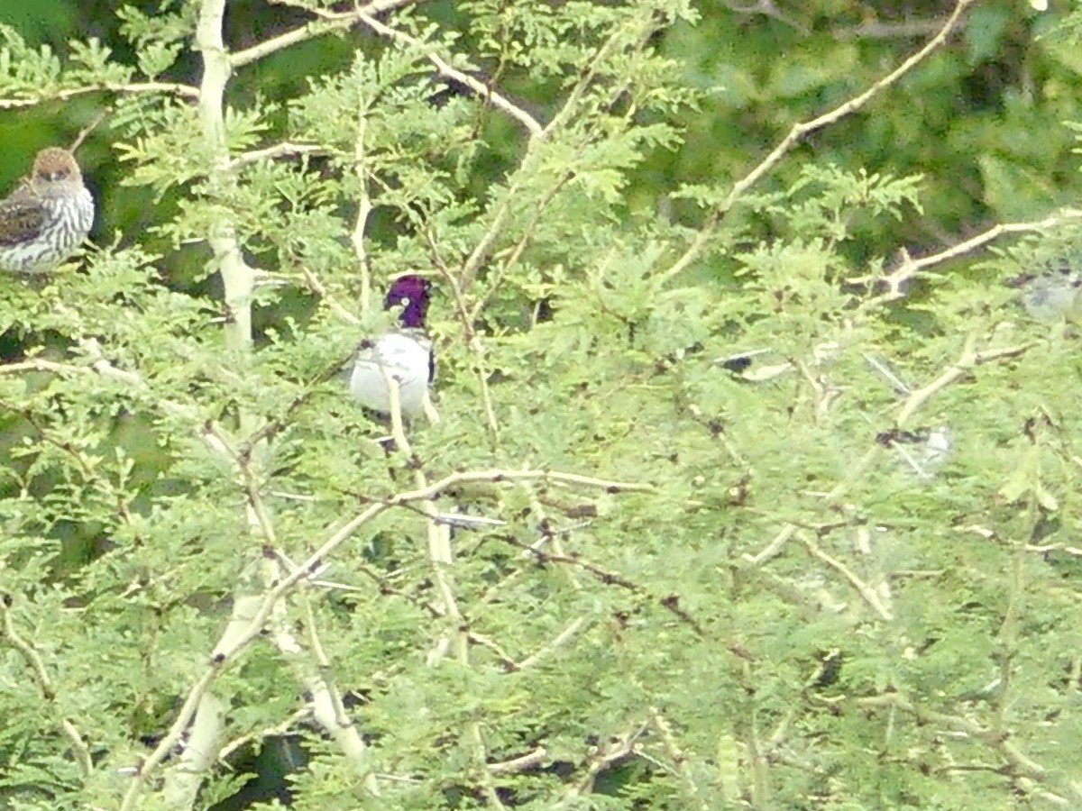 Violet-backed Starling - ML646313289