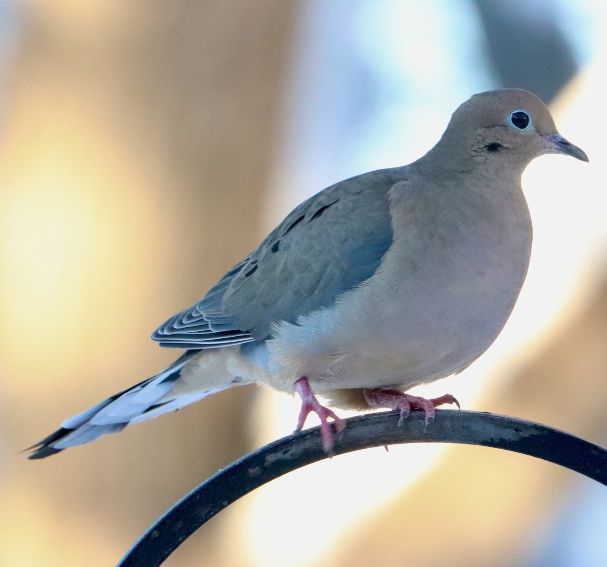 Mourning Dove - ML646313290