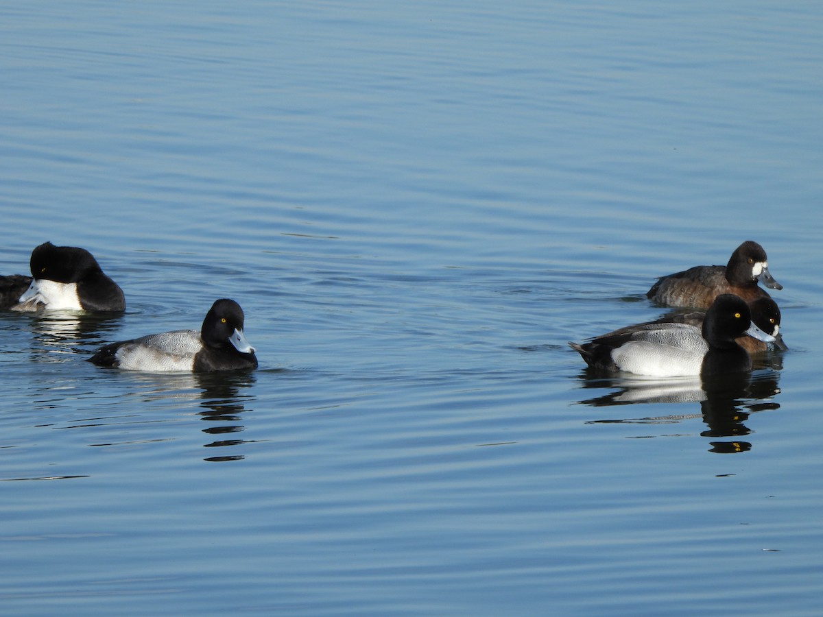 Lesser Scaup - ML646313291