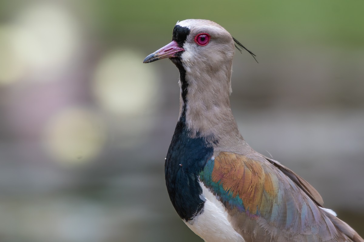 Southern Lapwing (lampronotus) - ML646313302