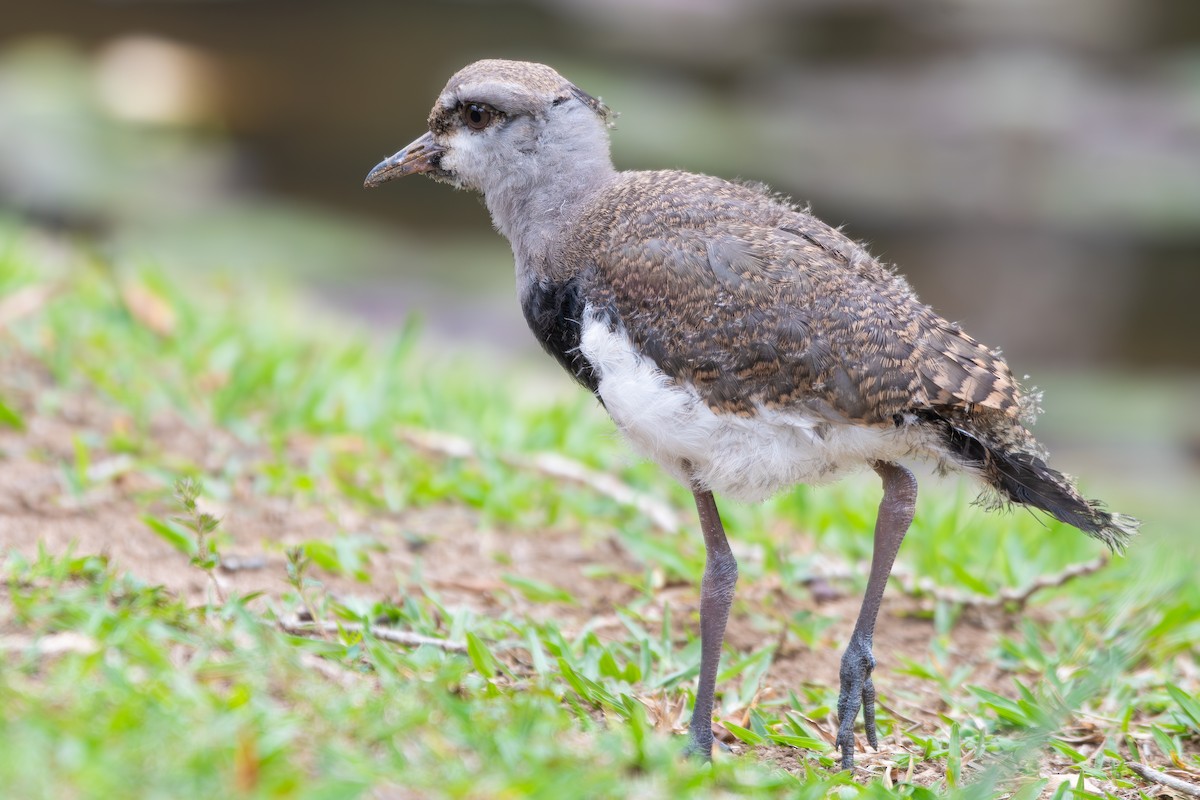 Southern Lapwing (lampronotus) - ML646313303