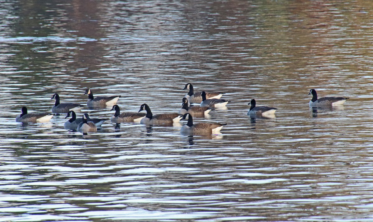 Canada Goose - ML646313304