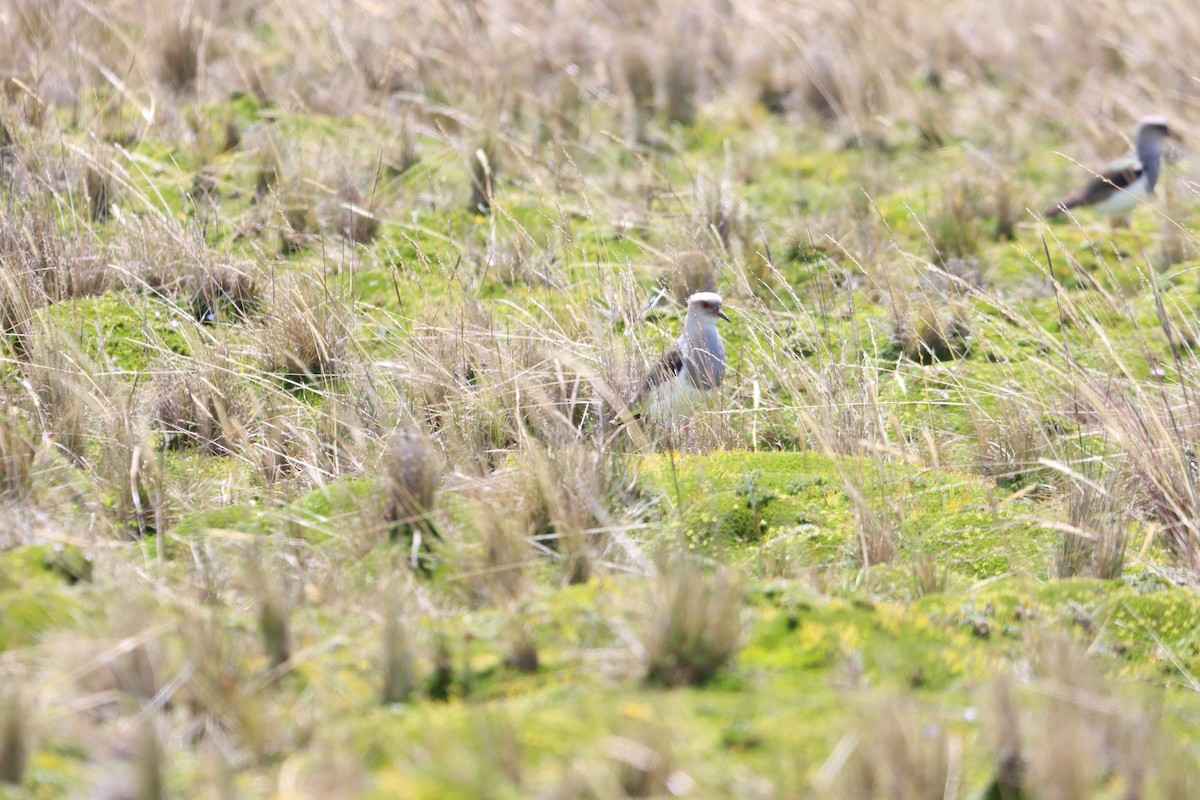 Andean Lapwing - ML646313305