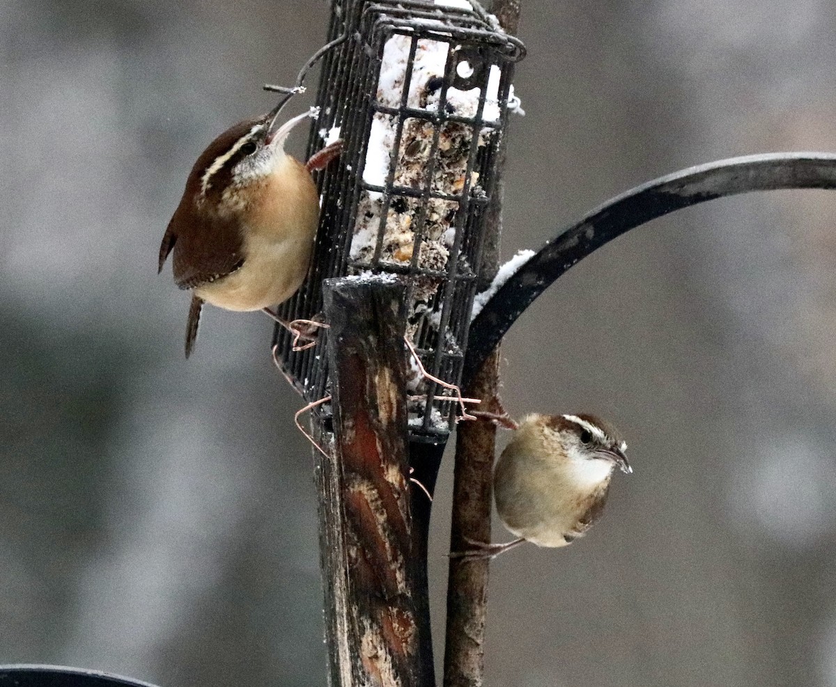 Carolina Wren - ML646313314