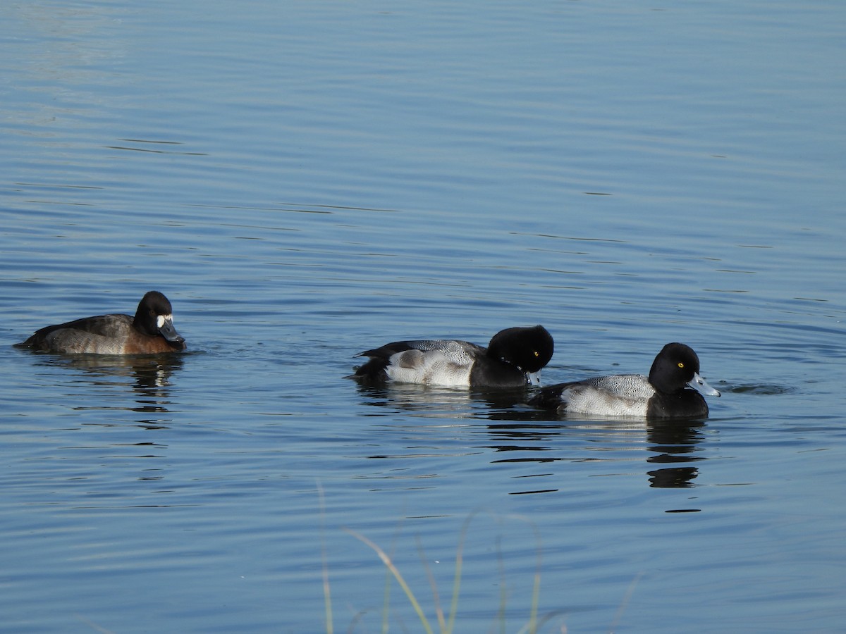 Lesser Scaup - ML646313316