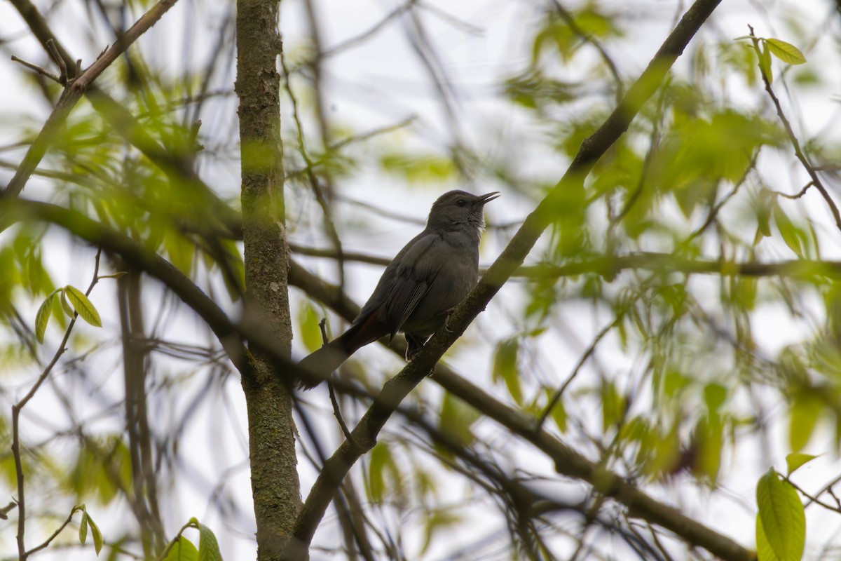 Gray Catbird - ML646313317