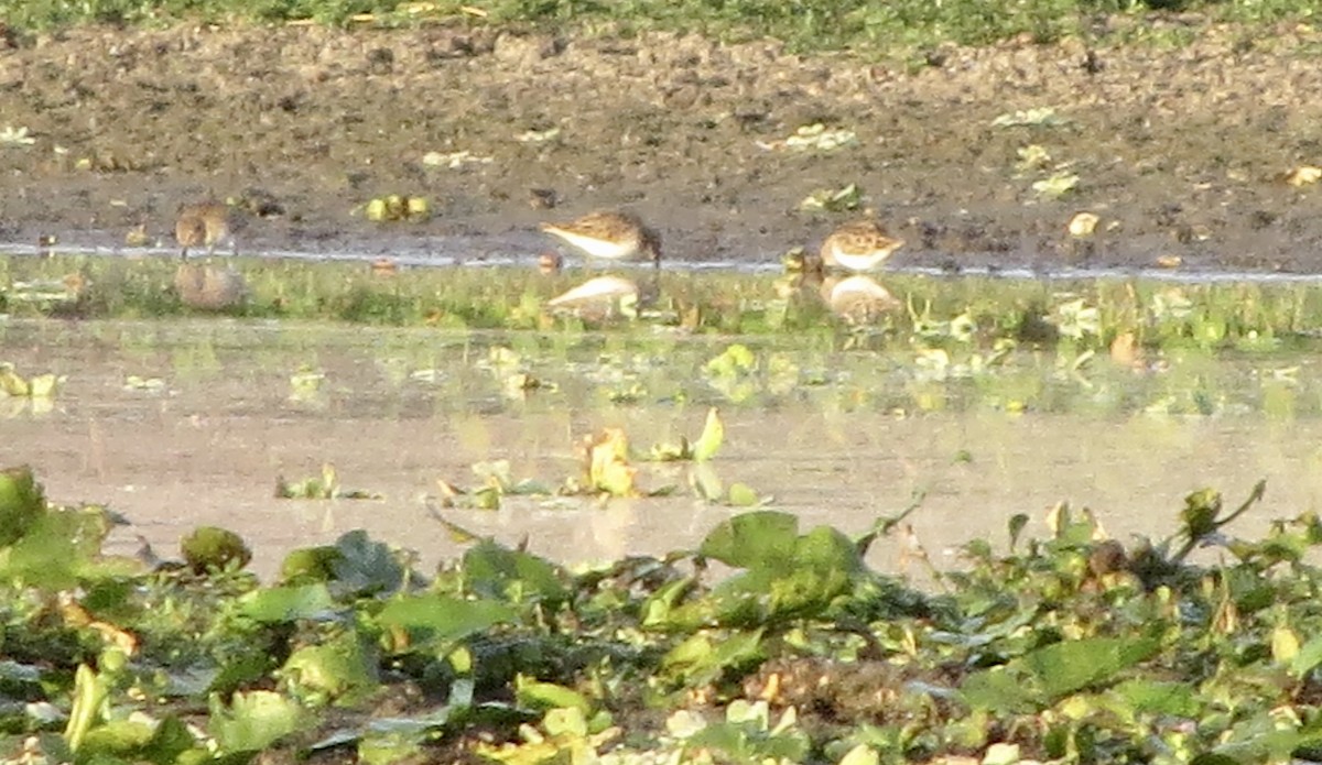 Dunlin - ML646313318