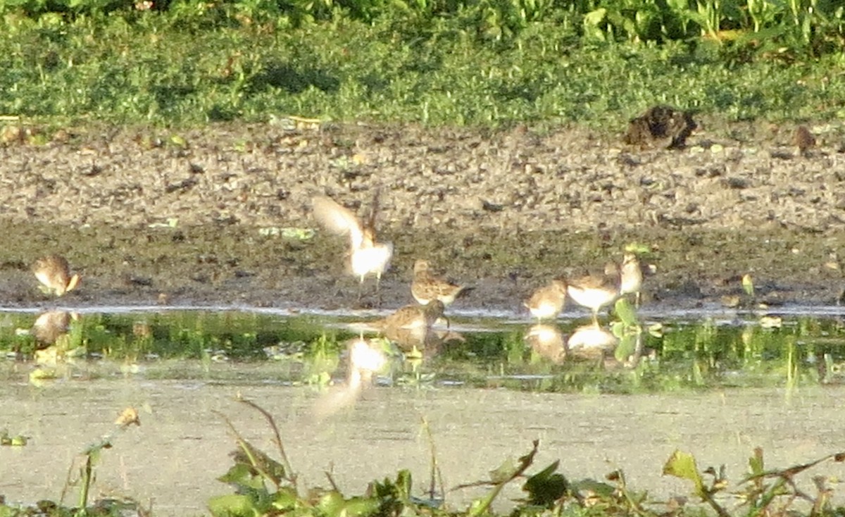 Dunlin - ML646313319