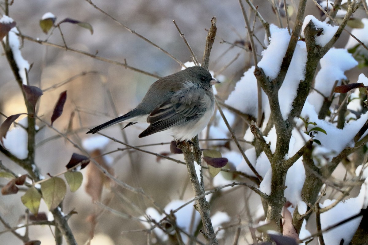 ユキヒメドリ - ML646313323