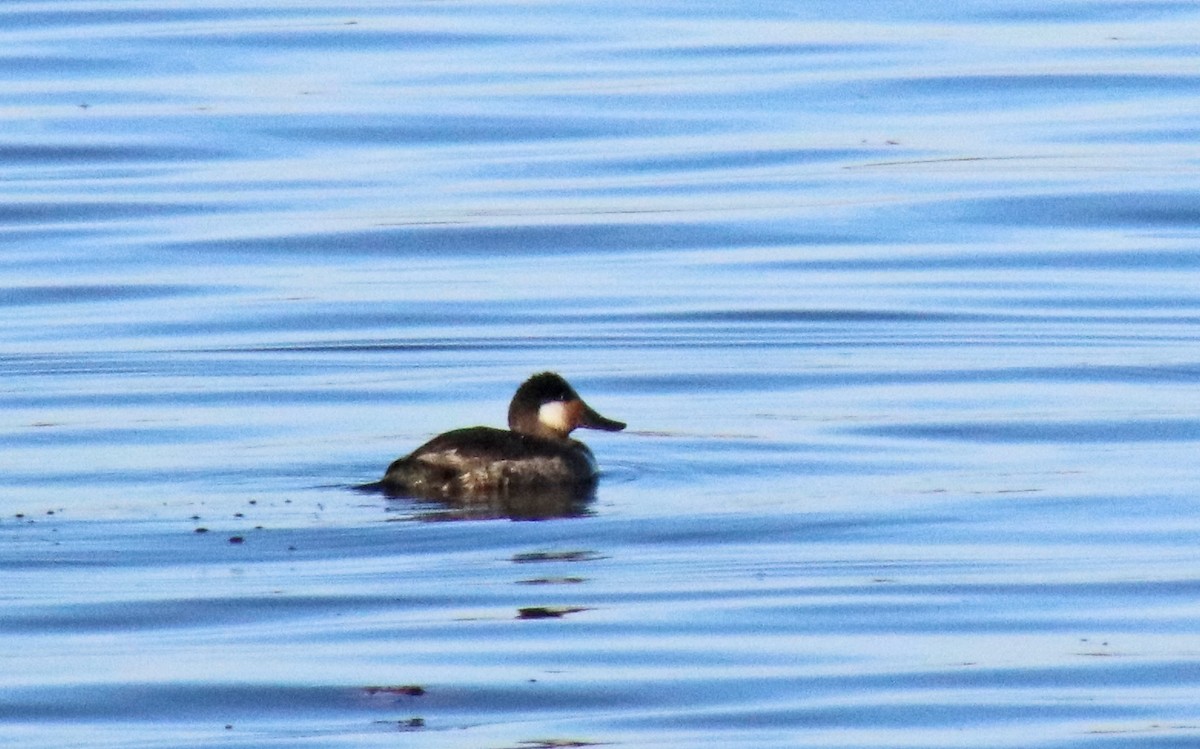 Ruddy Duck - ML646313327